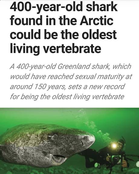 400살 그린랜드 상어 | 인스티즈