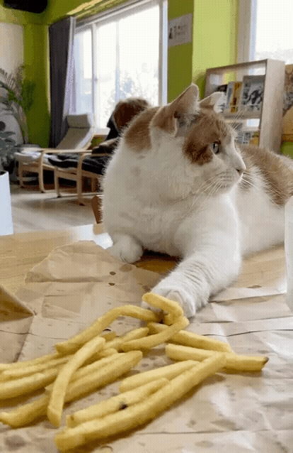 감자튀김 훔치다 걸린 고양이 | 인스티즈