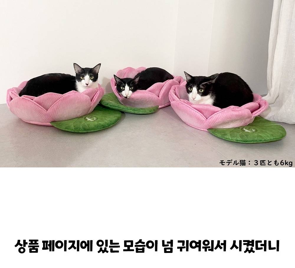 고양이 연꽃 쿠션 이상과 현실 | 인스티즈