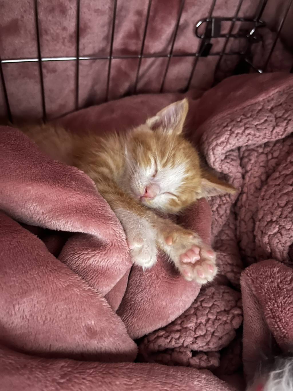 (입홍) 😻 난 진짜 태어나서 이렇게 예쁜 치즈냥이 본 적 없어 😻 | 인스티즈