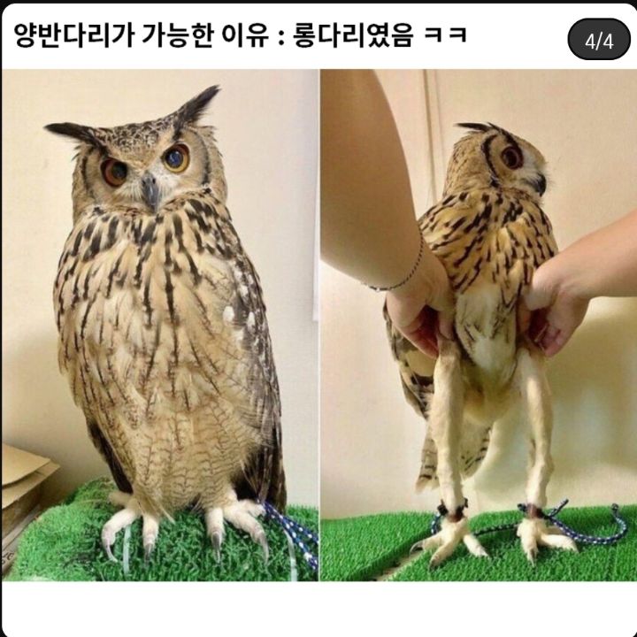 부엉이는 양반다리로 앉을 수 있음.jpg | 인스티즈