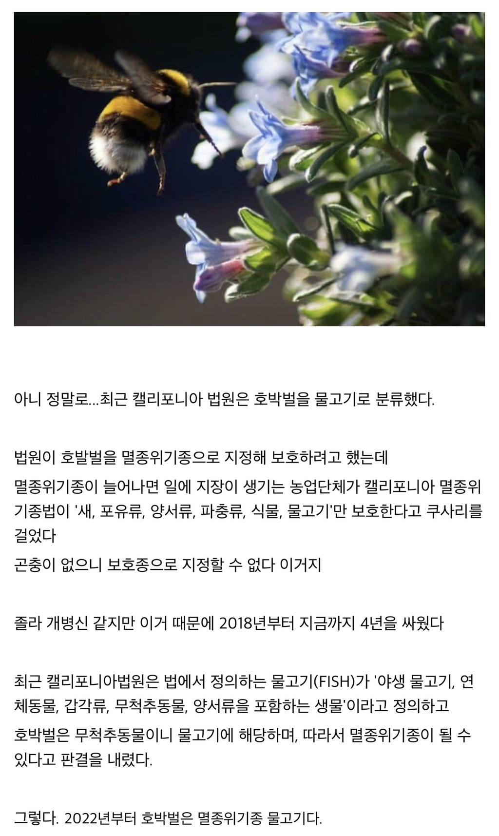 미국법에 따르면 호박벌은 물고기임 | 인스티즈