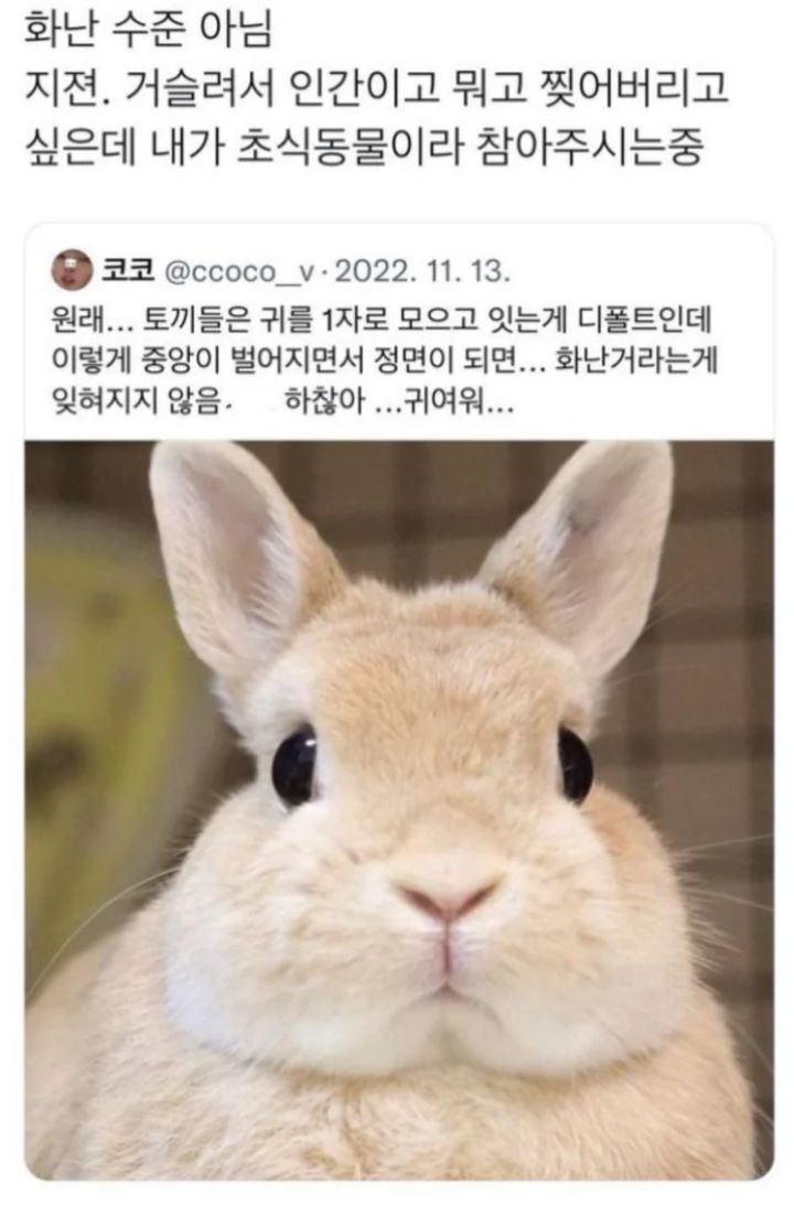 토끼 귀가 벌어지면 조심해야 하는 이유 | 인스티즈