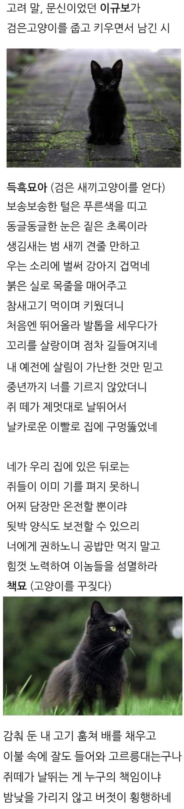 썸네일-고려시대 냥줍후기-이미지