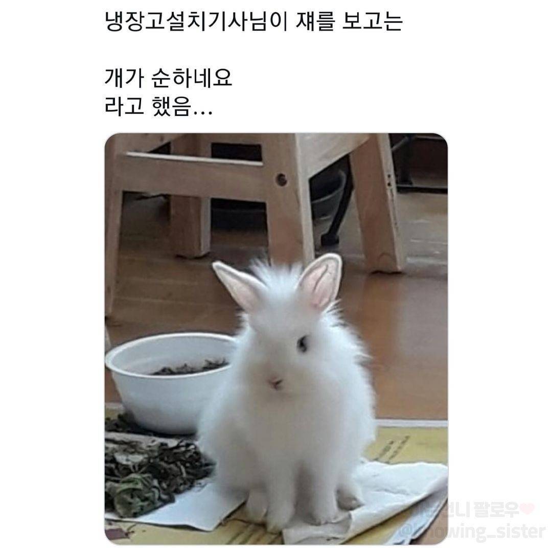 nokbeon.net-동물보고 눈에 보이는대로 부르는 어른들-9번 이미지