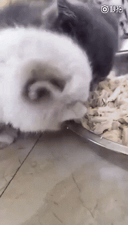 밥이 왜이리 딱딱하지?.gif | 인스티즈