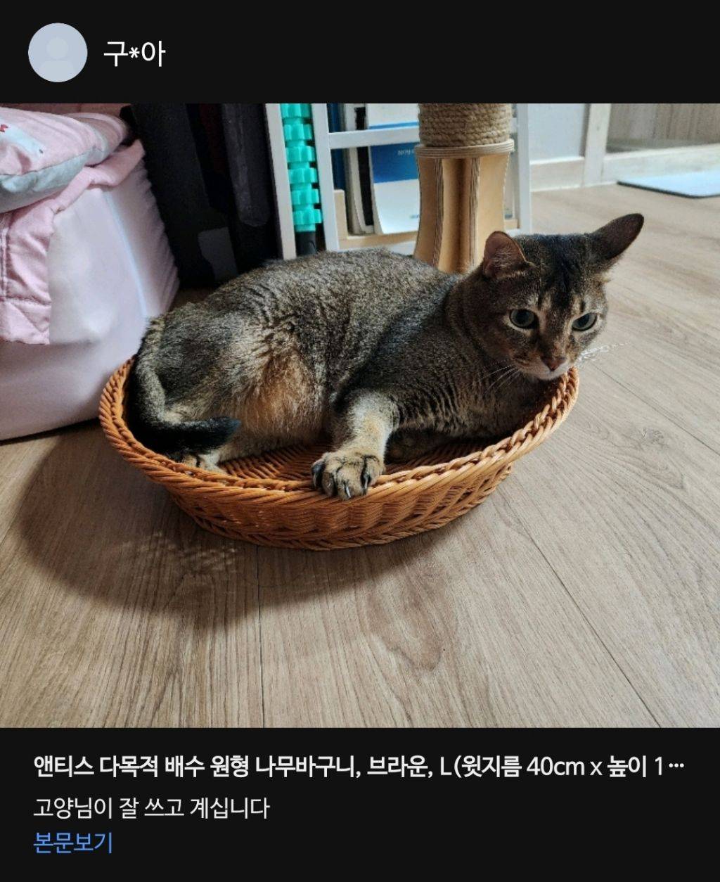 고양이가 좋아해요 인스티즈 Instiz 이슈 카테고리