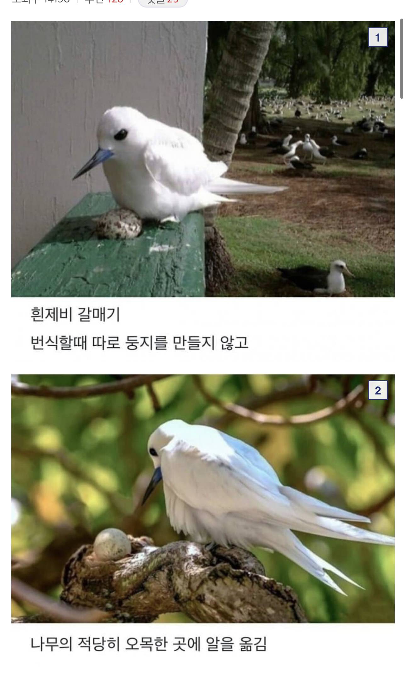 출산육아 정말 대충하는 새 | 인스티즈