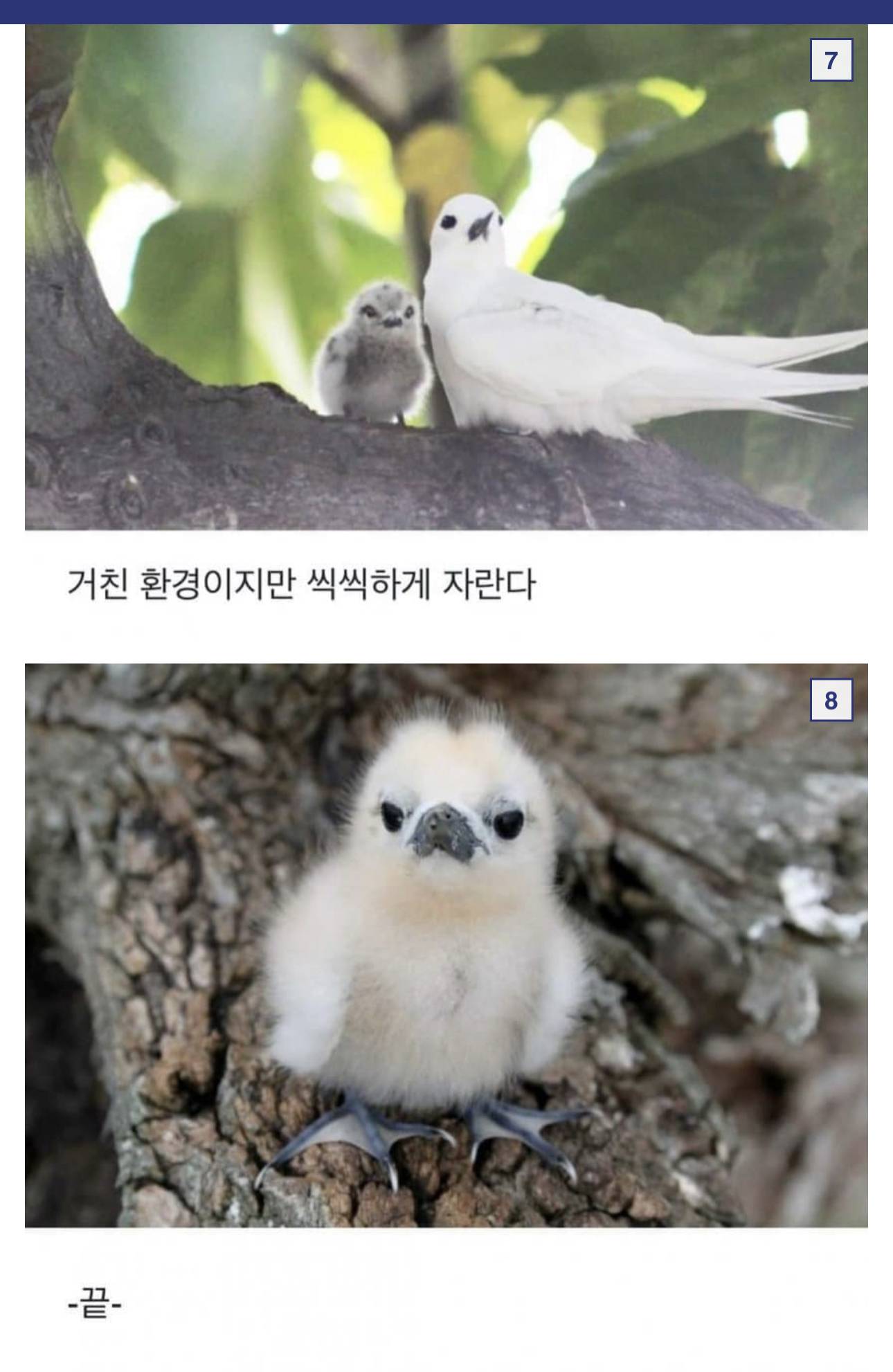 출산육아 정말 대충하는 새 | 인스티즈