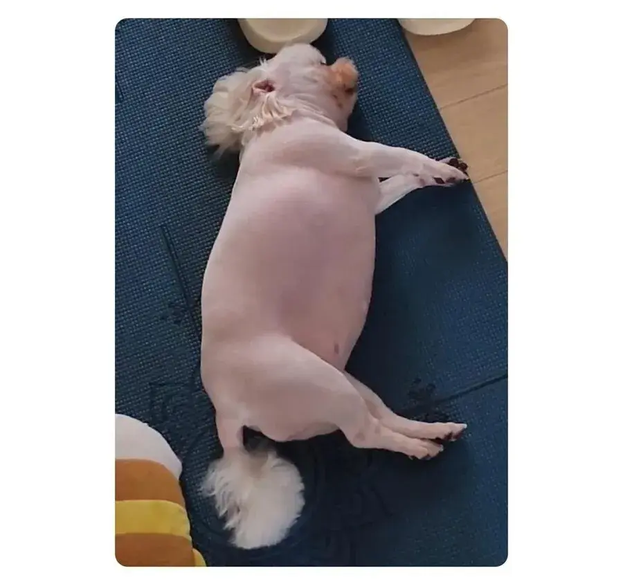 강아지가 살쪄서 털이라도 깎아본 견주 | 인스티즈