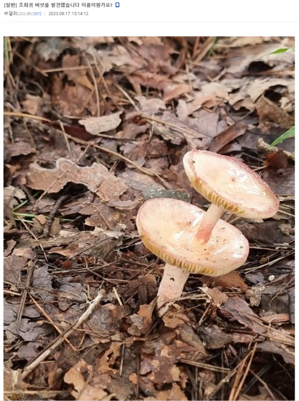 버섯갤러리 완장들도 경악한 버섯 | 인스티즈