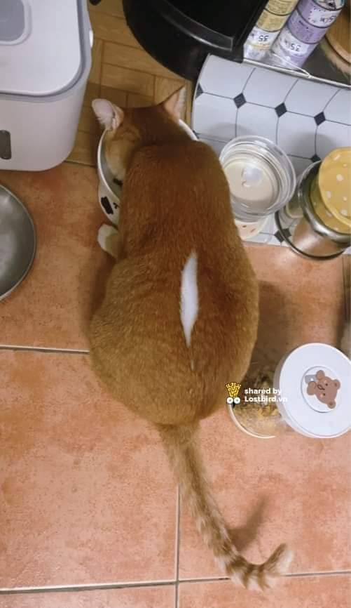 고양이 솜 터짐.jpg | 인스티즈