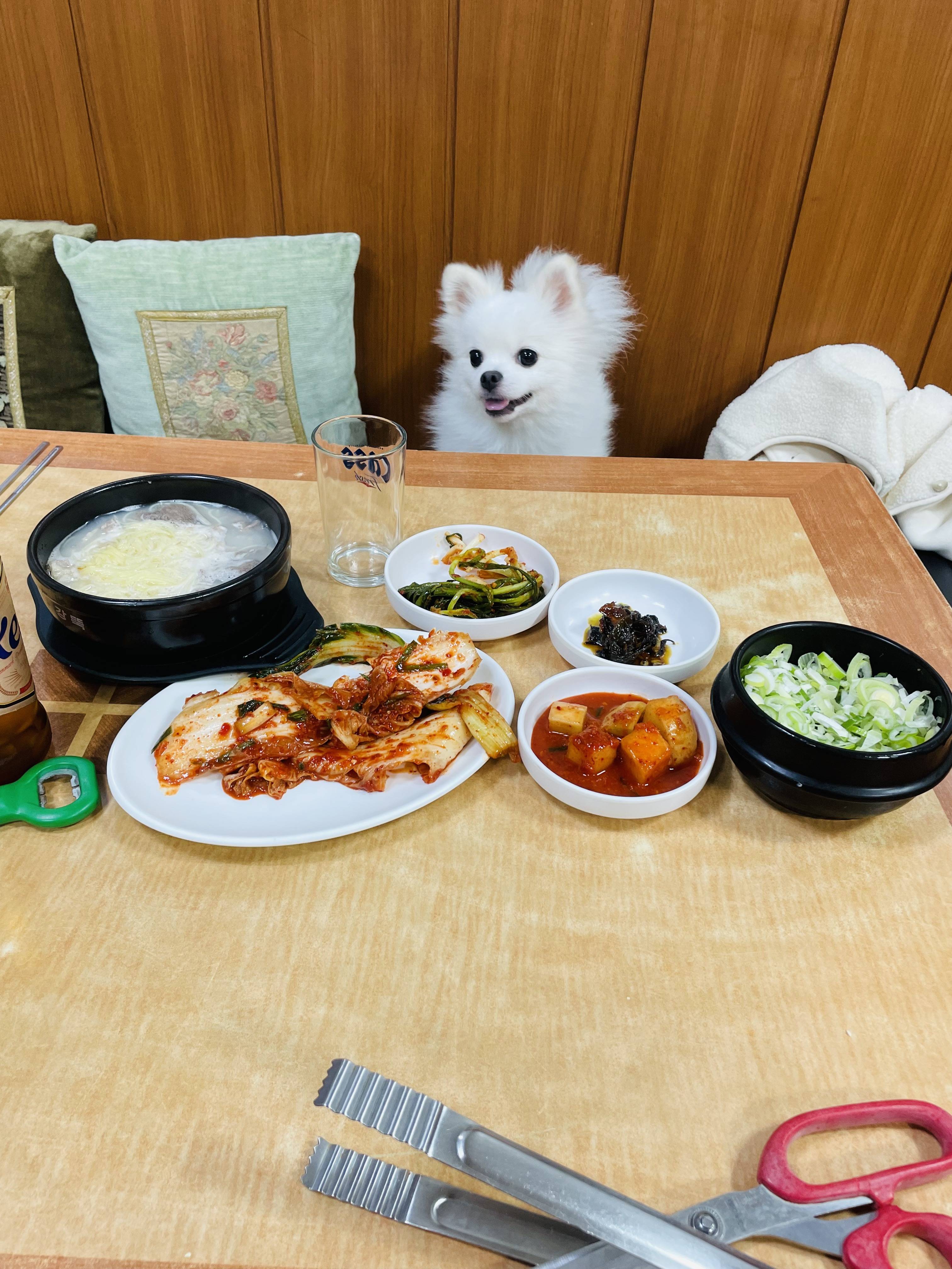 혼밥하면 앞에 강쥐가 있어주는 설렁탕집 +(후기) 방금갔다옴 | 인스티즈