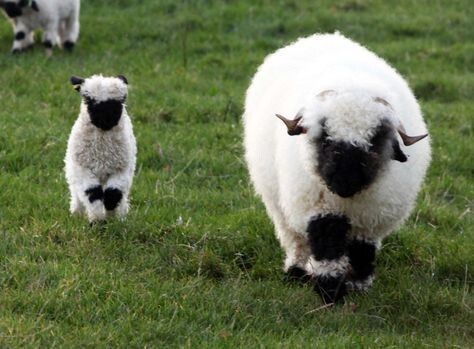 양갱=🐑갱 | 인스티즈