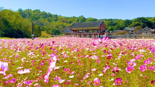 완벽한 가을 여행 코스 여기 있어요 국내 가을 여행 추천 BEST | 인스티즈