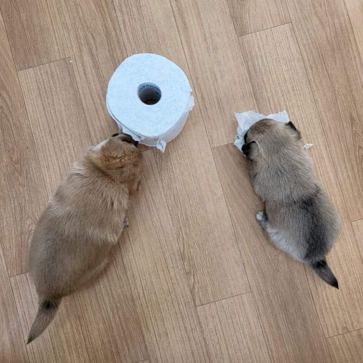 사무실에 있는 댕댕이들 | 인스티즈