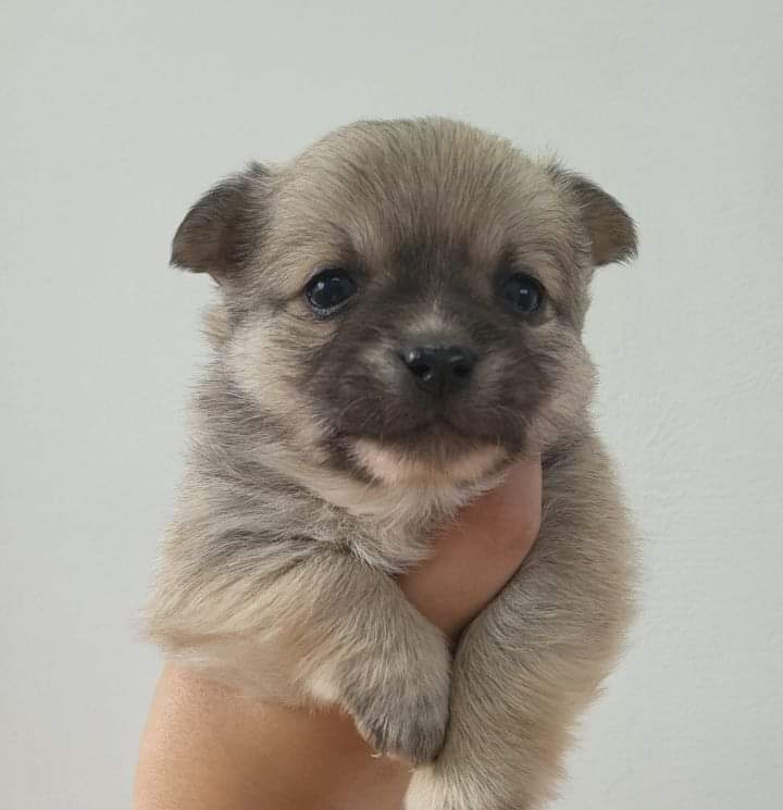 사무실에 있는 댕댕이들 | 인스티즈