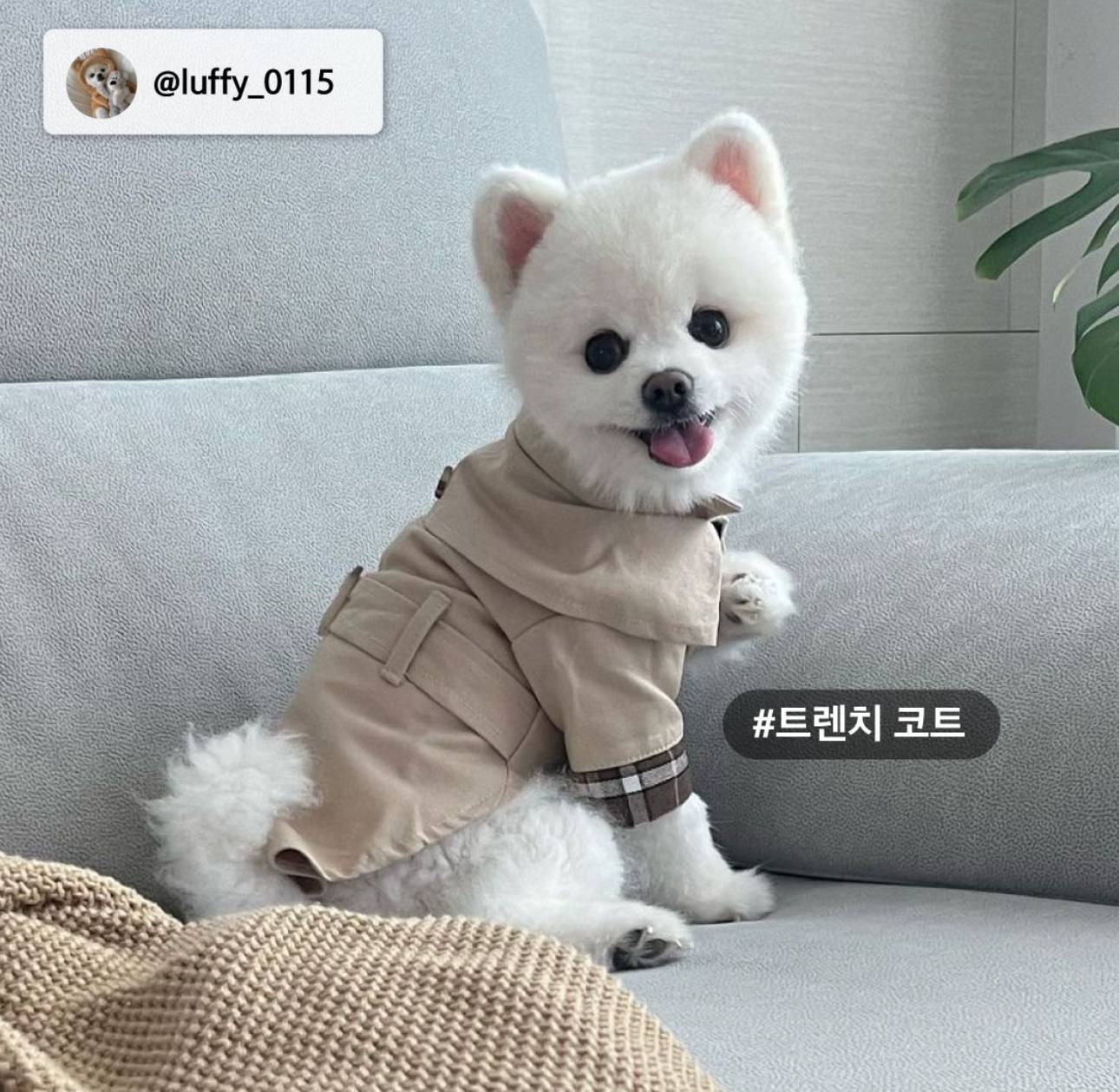 nokbeon.net-다이소 인스타에 올라온 강아지, 고양이 옷 사진 후기-3번 이미지