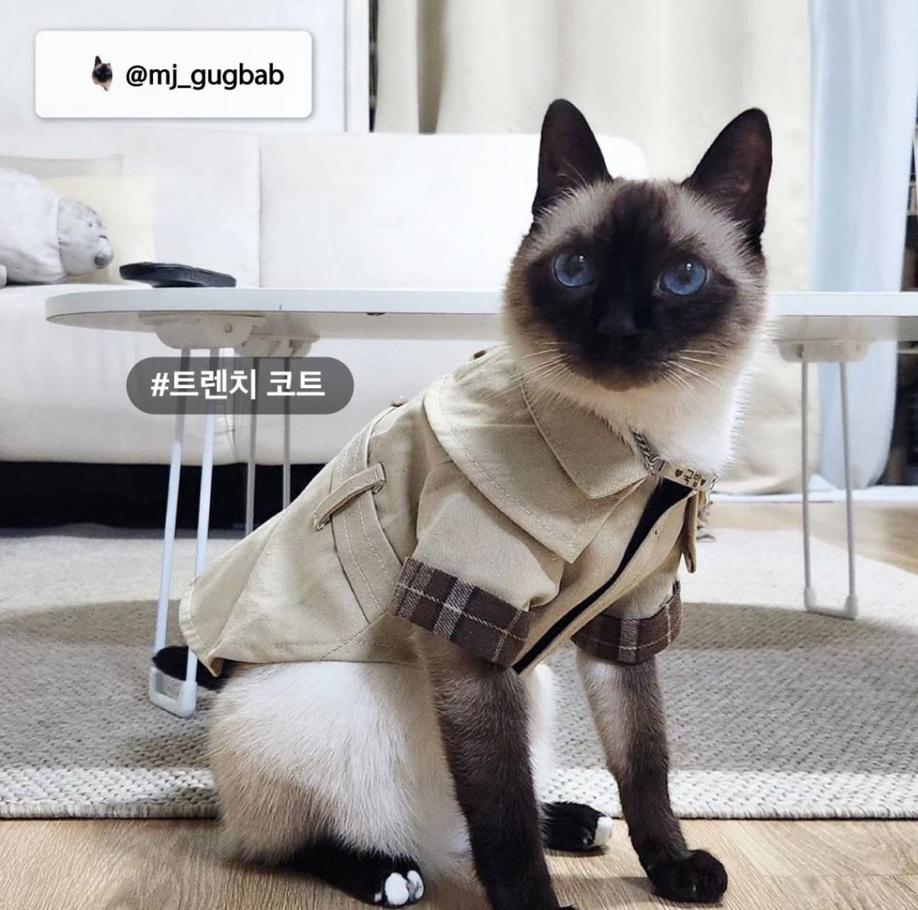 nokbeon.net-다이소 인스타에 올라온 강아지, 고양이 옷 사진 후기-1번 이미지