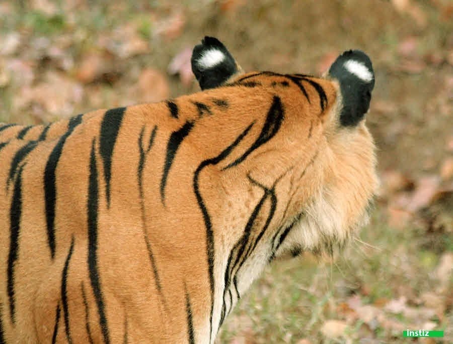 호랑이 귀에 하얀 점이 있는 이유.jpg 인스티즈(instiz) 이슈 카테고리