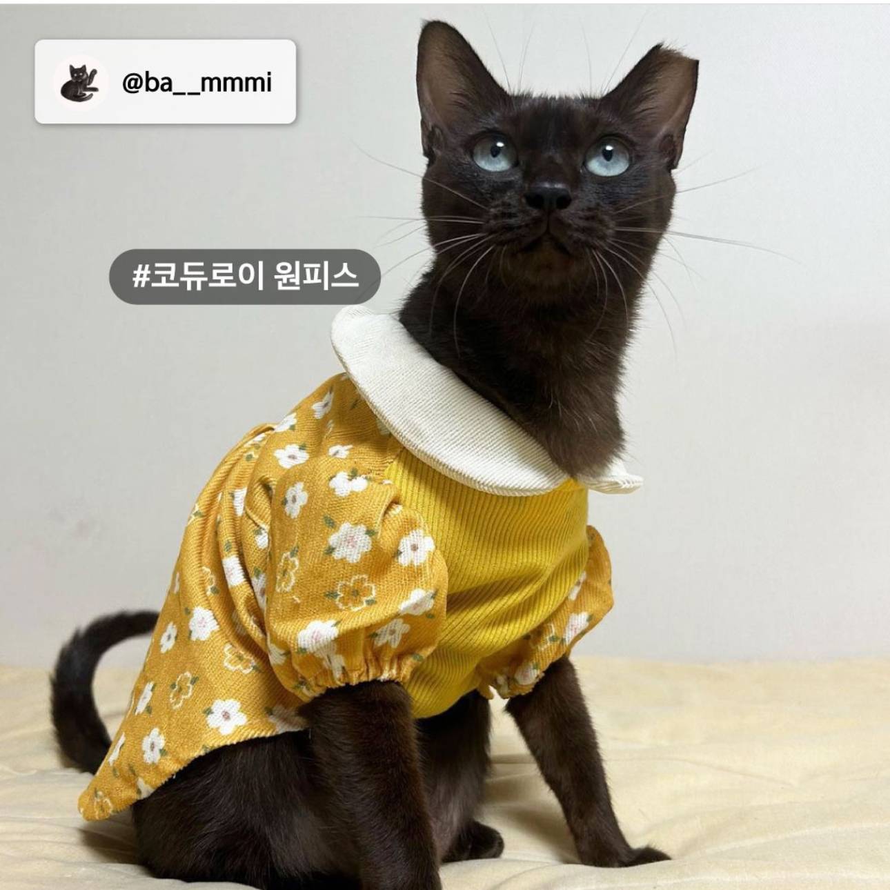 nokbeon.net-다이소 인스타에 올라온 강아지, 고양이 옷 사진 후기-6번 이미지