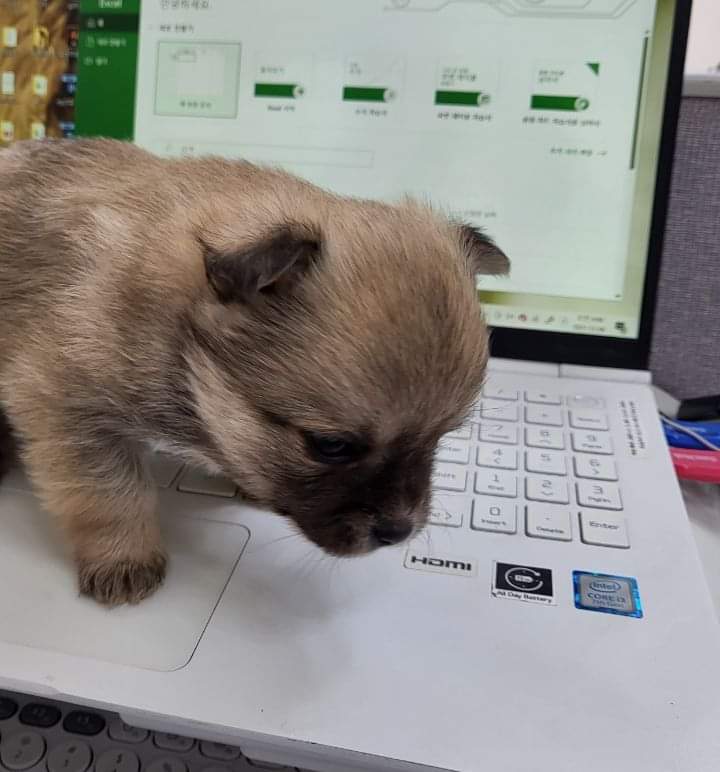 사무실에 있는 댕댕이들 | 인스티즈