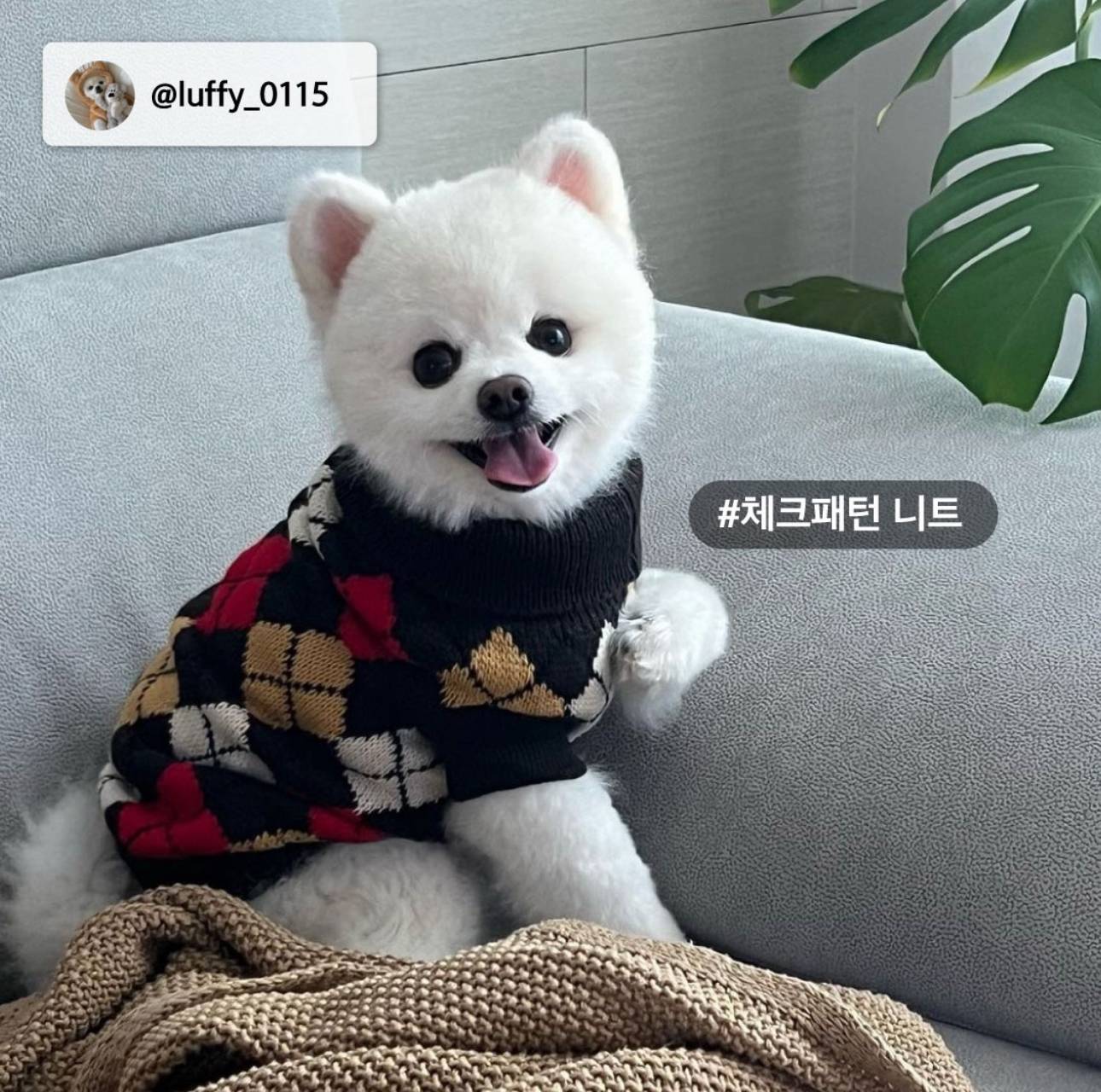 nokbeon.net-다이소 인스타에 올라온 강아지, 고양이 옷 사진 후기-4번 이미지