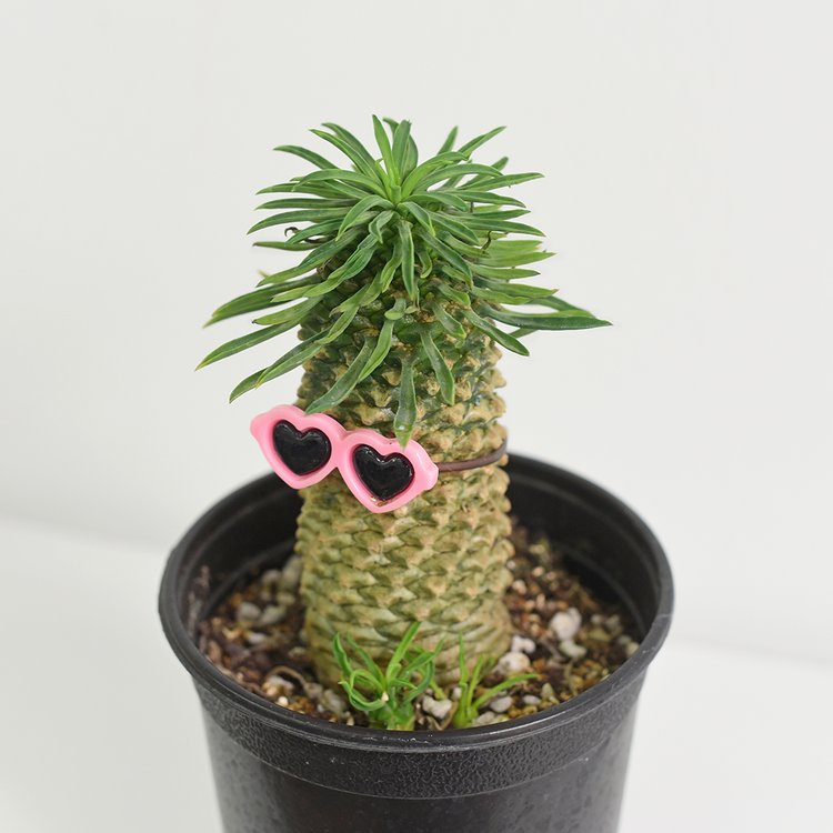 팔...이 생겼는데 괜찮은 것인지... | 인스티즈