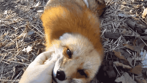 1.gif 남자들이 곰보다 여우같은 여자를 좋아하는 이유