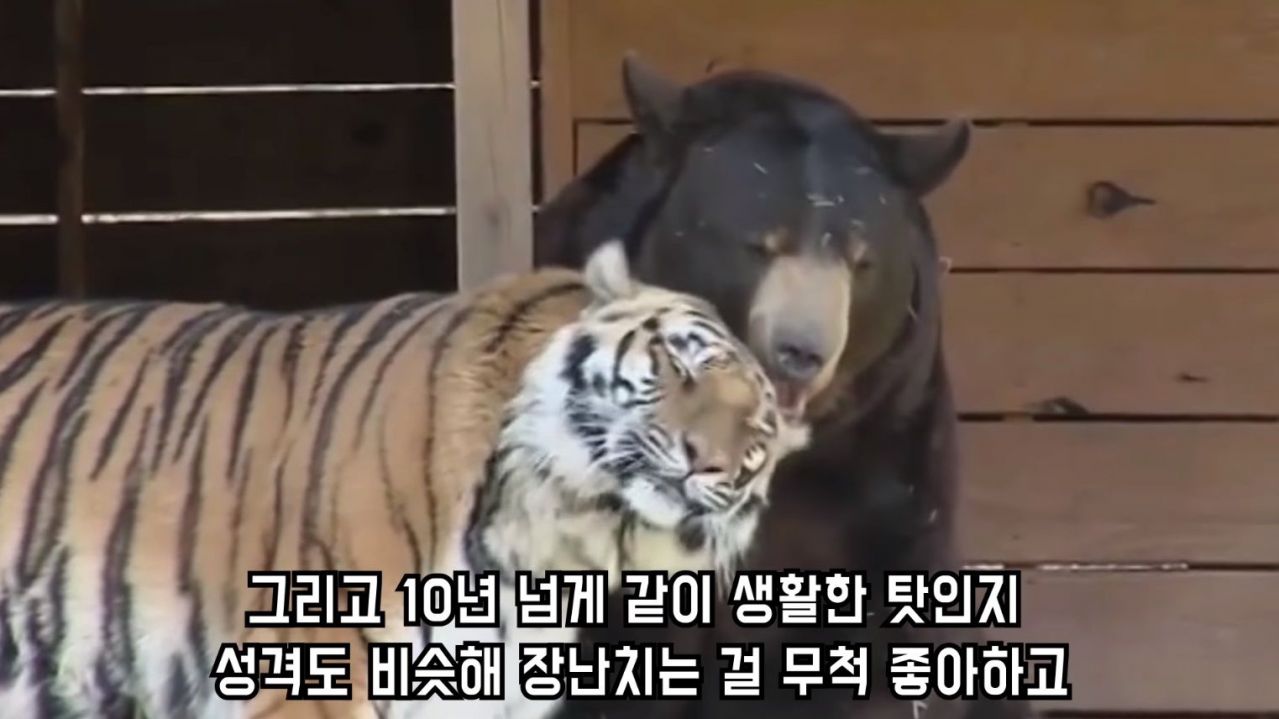 곰 사자 호랑이를 한 우리에 넣다 | 인스티즈