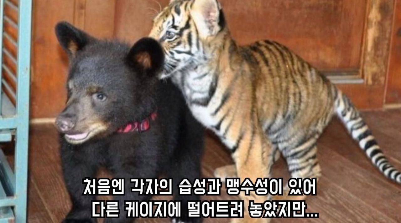 곰 사자 호랑이를 한 우리에 넣다 | 인스티즈