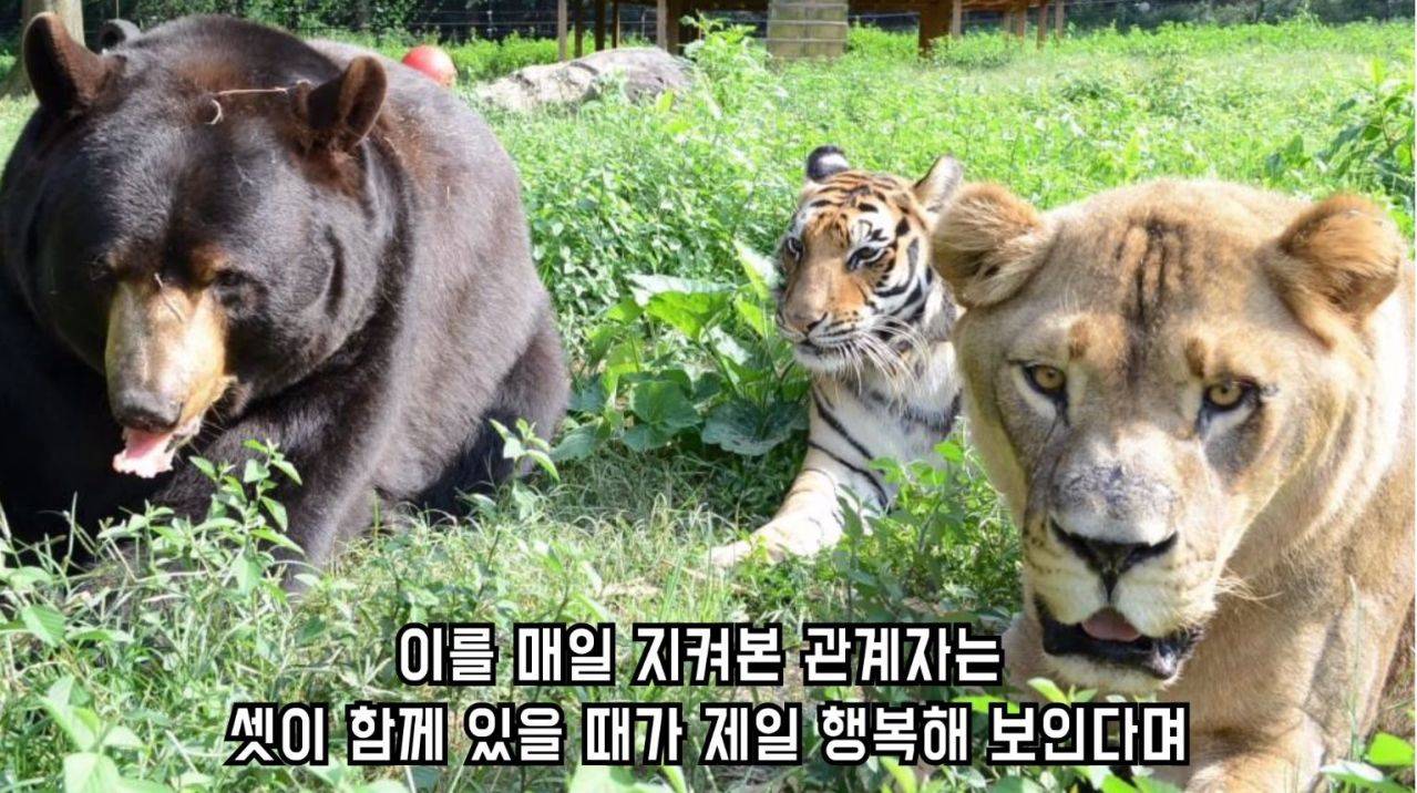 곰 사자 호랑이를 한 우리에 넣다 | 인스티즈