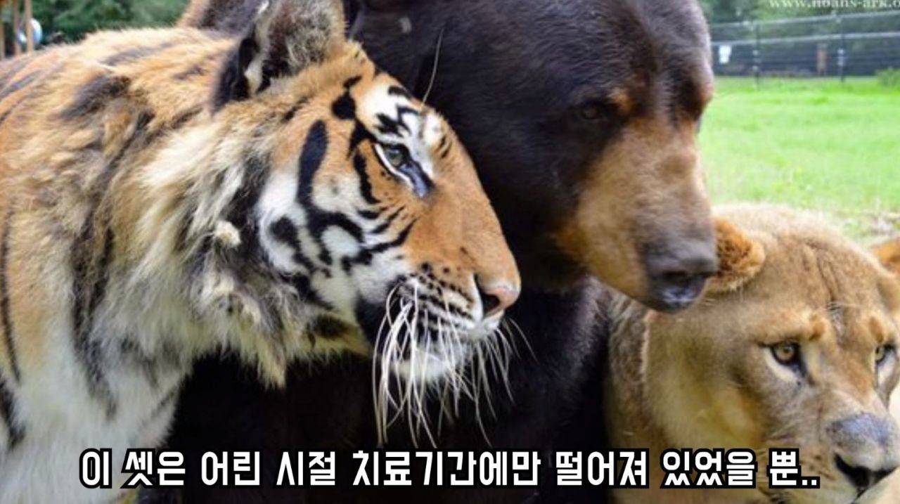 곰 사자 호랑이를 한 우리에 넣다 | 인스티즈