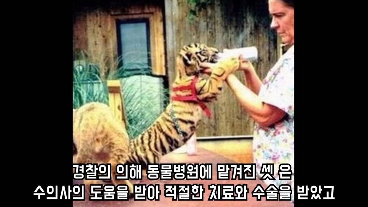 곰 사자 호랑이를 한 우리에 넣다 | 인스티즈