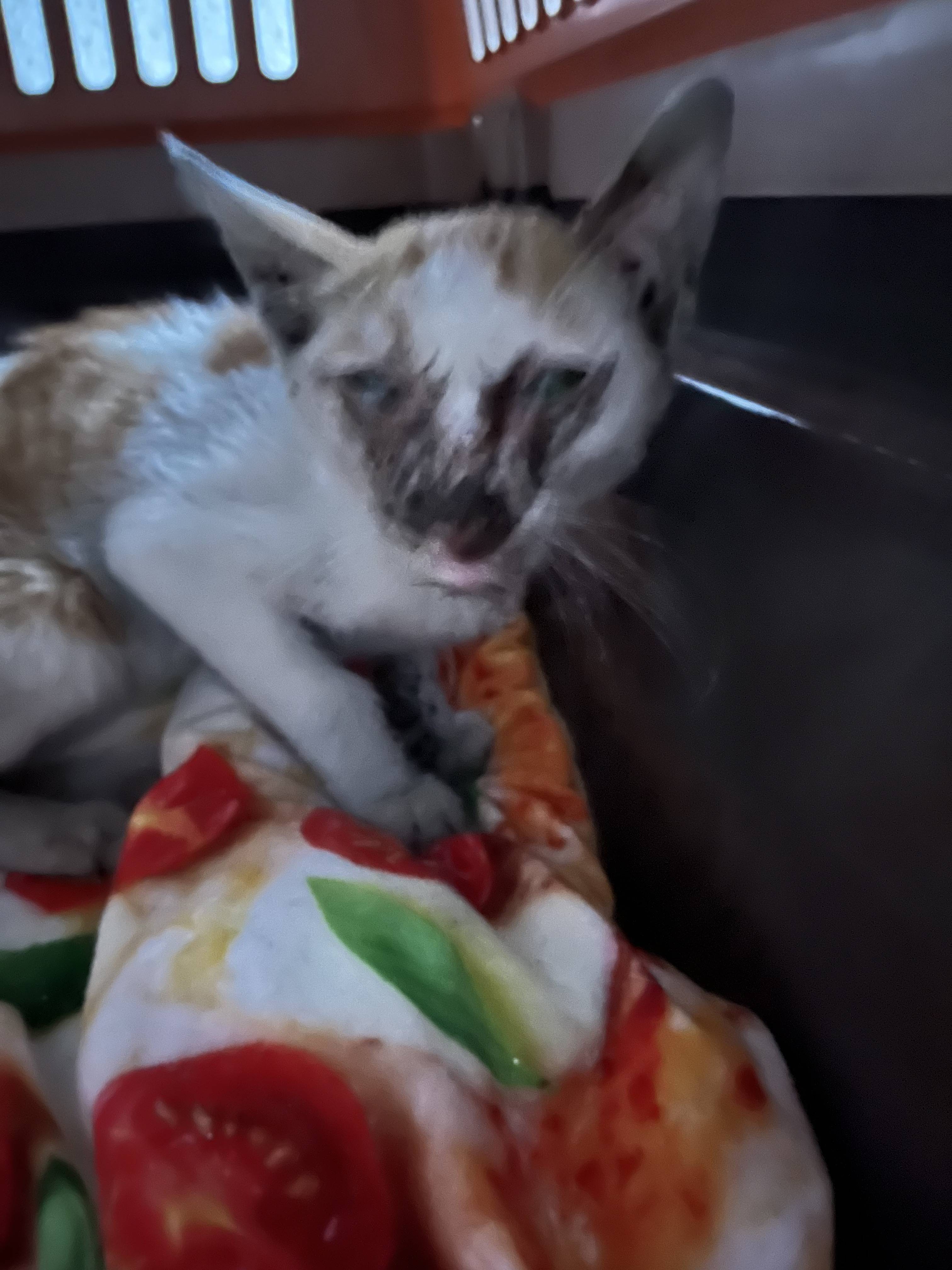 고양이 코 파는 동영상 | 인스티즈