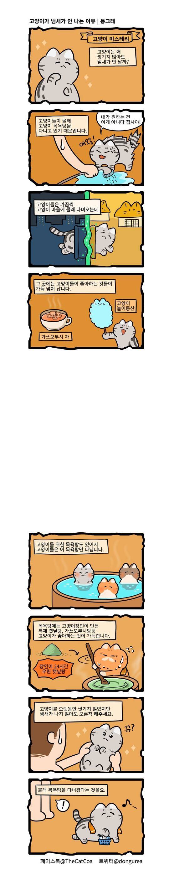 고양이가 냄새가 안 나는 이유 | 인스티즈