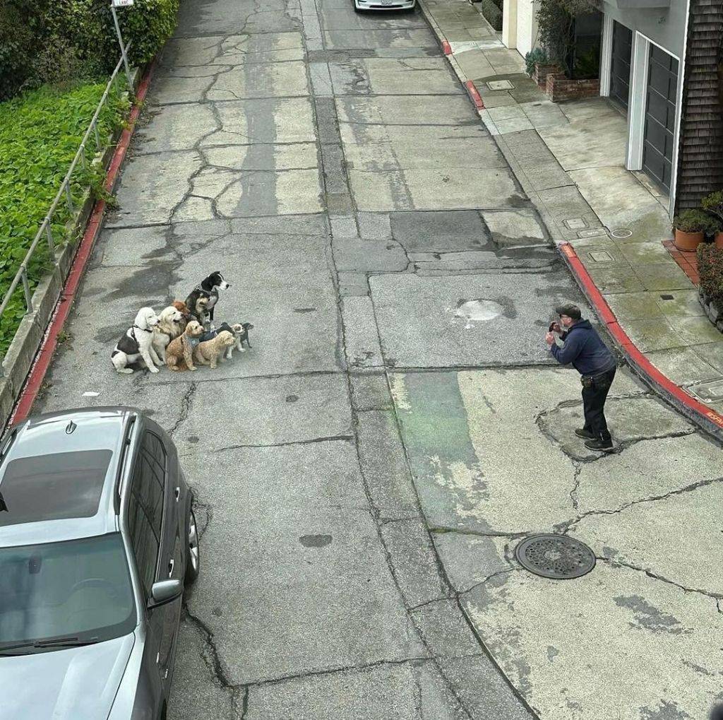 단체 촬영중인 강아지 | 인스티즈