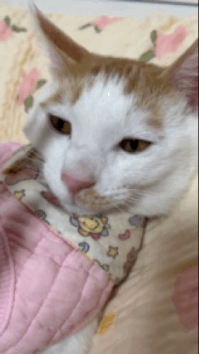 고양이 코 파는 동영상 | 인스티즈