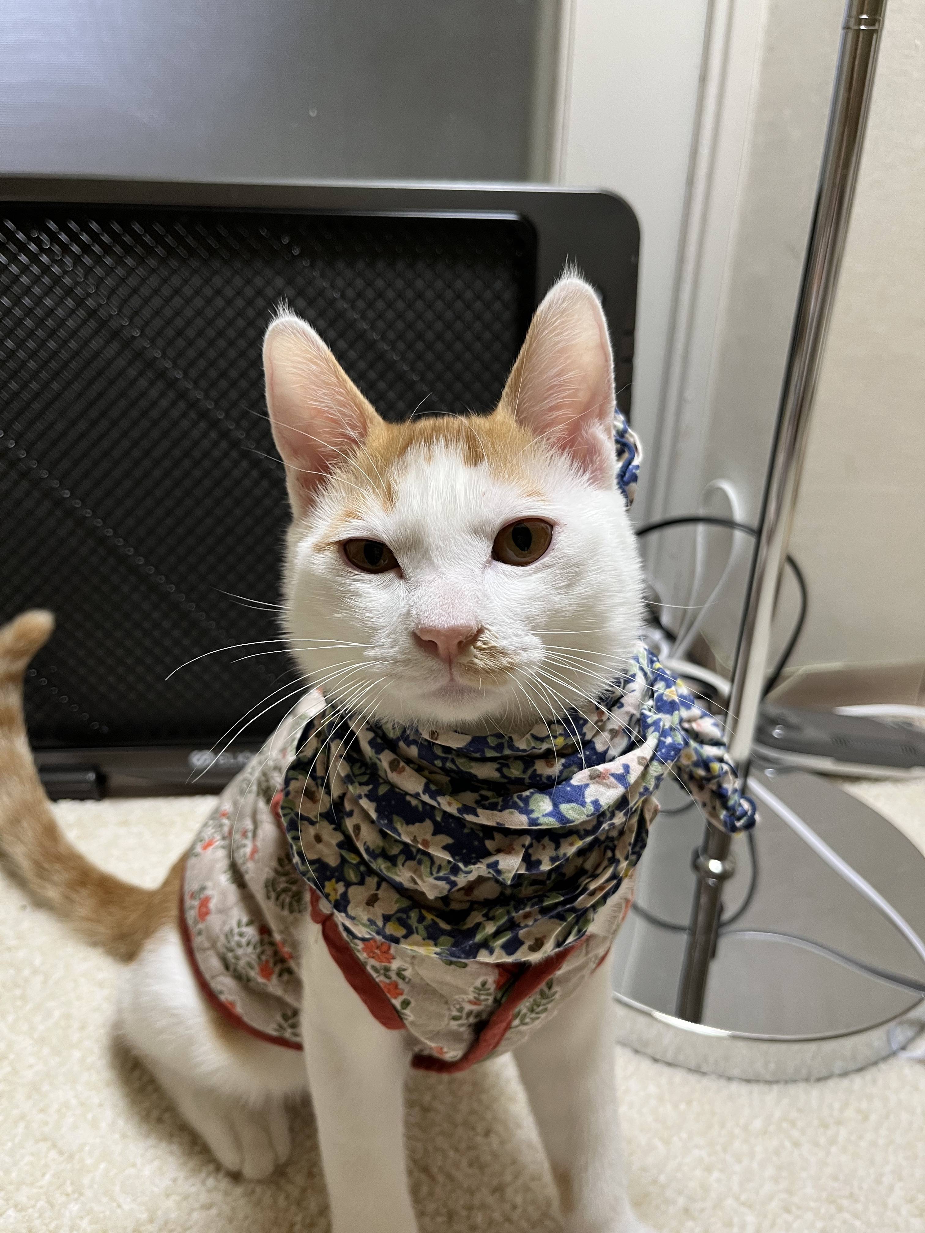 고양이 코 파는 동영상 | 인스티즈