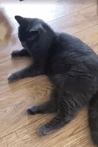 고양이 칭구칭구~ | 인스티즈