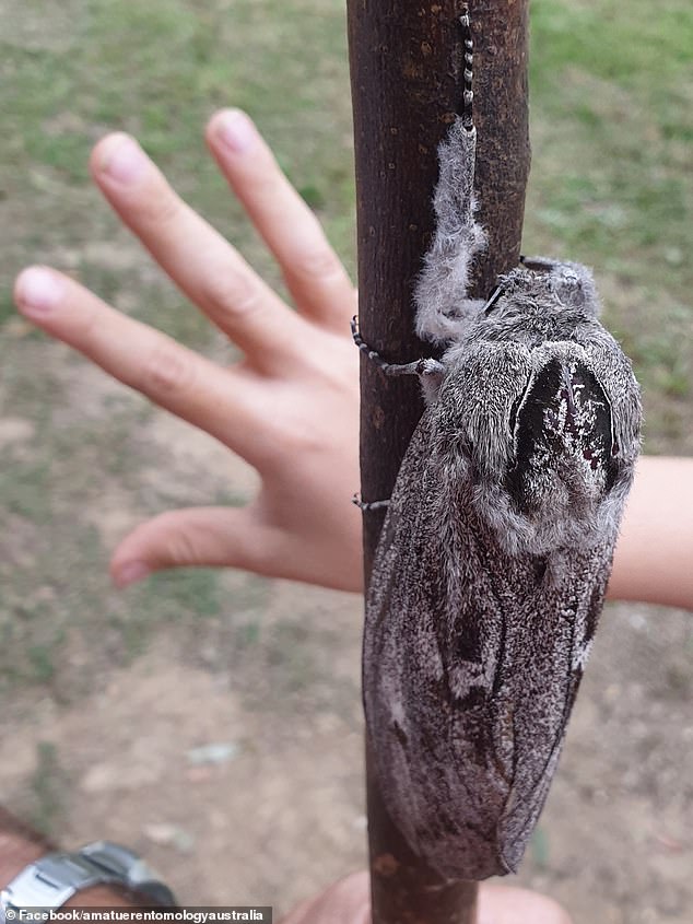 세계에서 가장 무거운 나방.jpg | 인스티즈