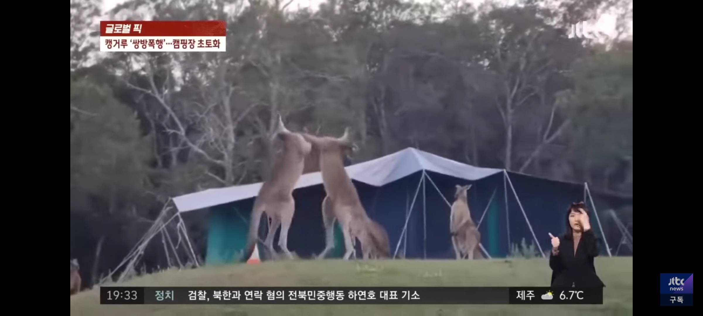 멱살 잡고 텐트 찢고... 캠핑장 초토화한 캥거루들의 쌍방폭행 | 인스티즈