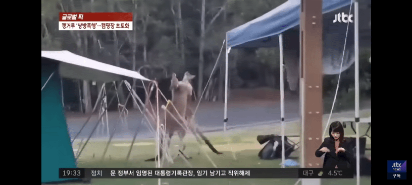 멱살 잡고 텐트 찢고... 캠핑장 초토화한 캥거루들의 쌍방폭행 | 인스티즈