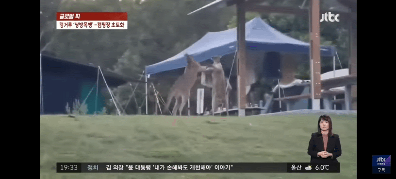 멱살 잡고 텐트 찢고... 캠핑장 초토화한 캥거루들의 쌍방폭행 | 인스티즈
