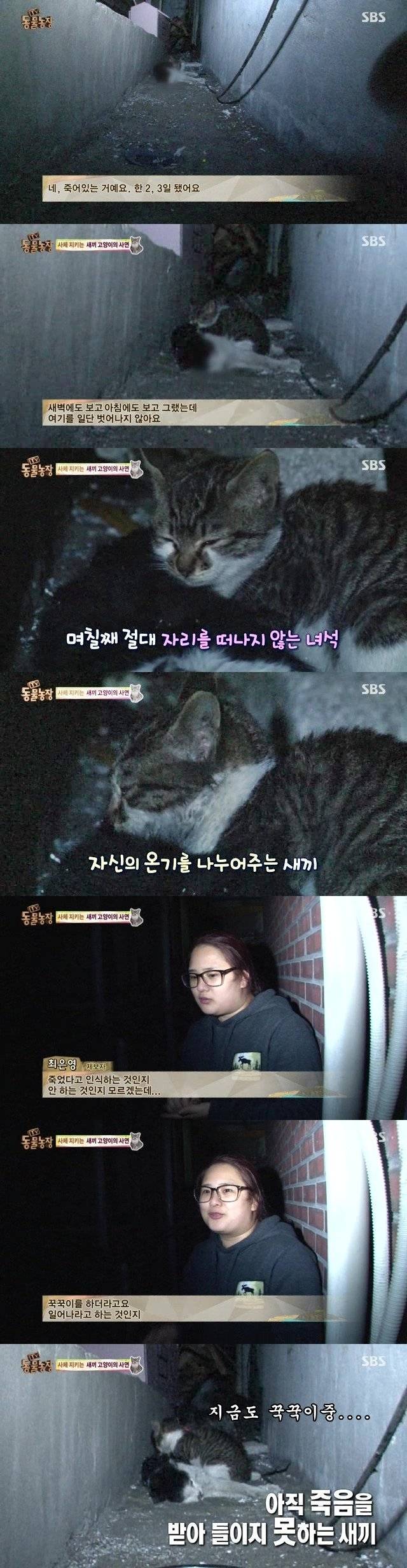 울음을 멈출 수 없는 새끼고양이의 비밀 | 인스티즈