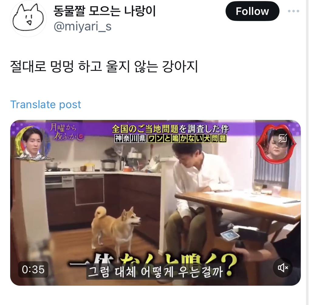 절대 멍멍하고 울지않는 강아지 | 인스티즈