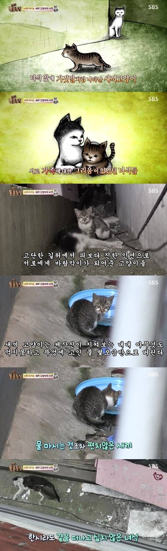울음을 멈출 수 없는 새끼고양이의 비밀 | 인스티즈