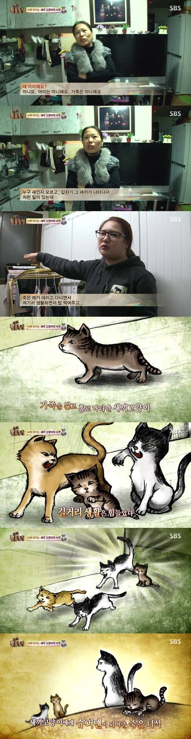 울음을 멈출 수 없는 새끼고양이의 비밀 | 인스티즈