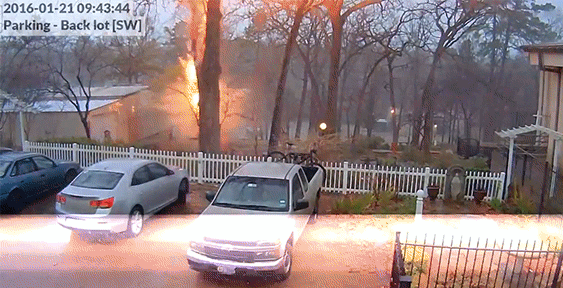 번개 맞은 나무 | 인스티즈