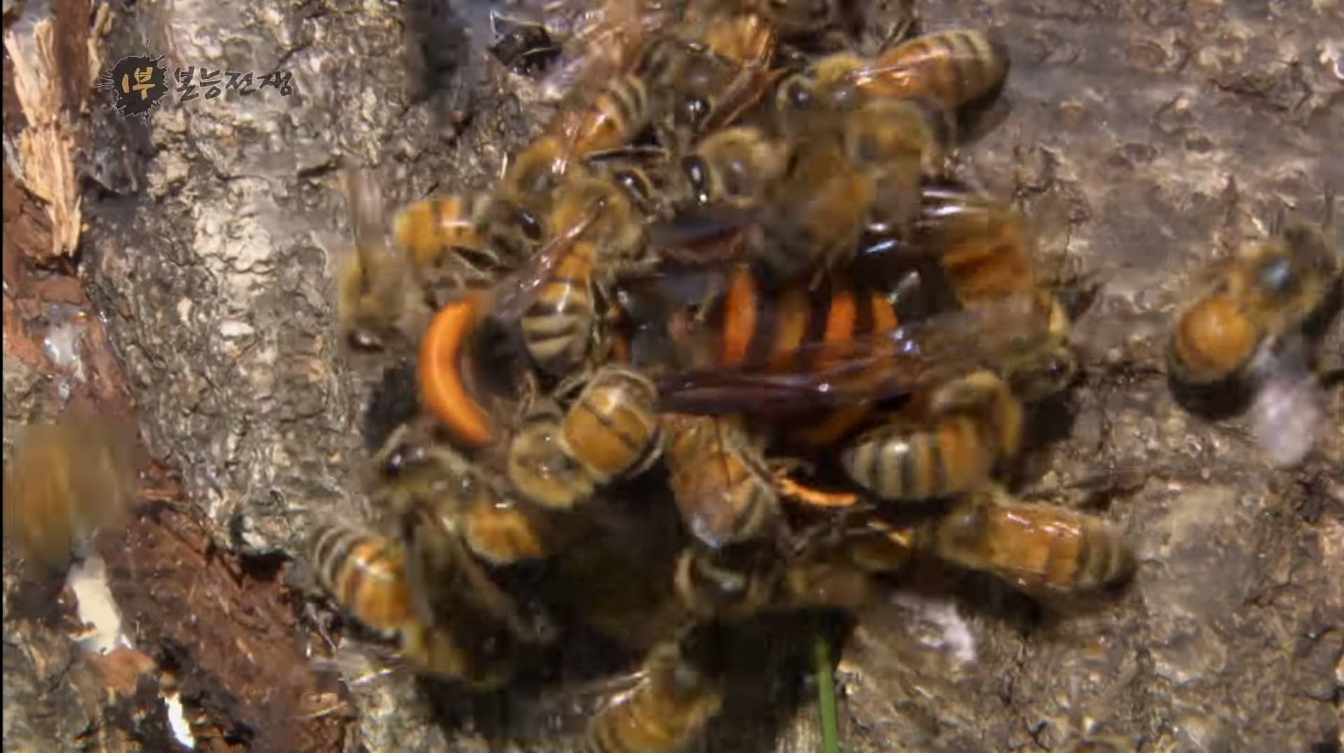 장수말벌로부터 여왕벌을 지키기 위한 꿀벌의 처절한 사투(다큐멘터리) | 인스티즈